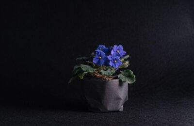 Ghiveci cu Violeta africana inflorita