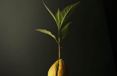 Planta de avocado din sambure