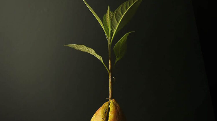 Cum crestem un avocado din sambure?