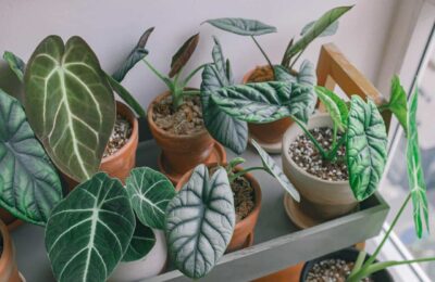 Colectie de plante alocasia