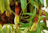 Nepenthes planta carnivora atarnata
