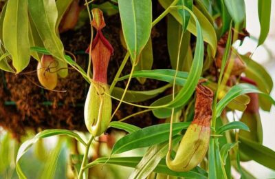 Nepenthes planta carnivora atarnata