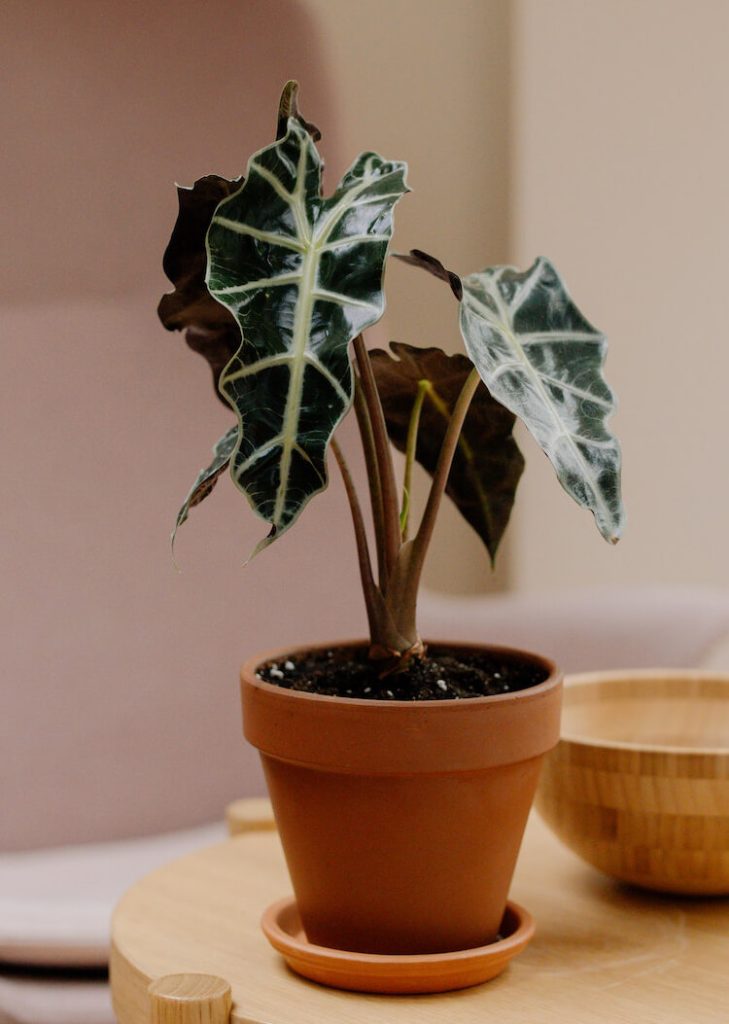 Alocasia Polly
