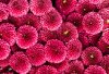 Flori de Crizanteme roz