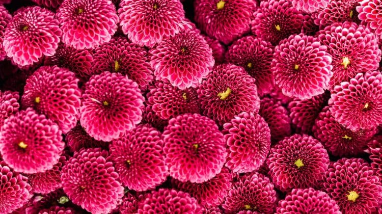 Crizanteme – ingrijire si sfaturi