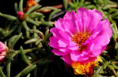 Floare de piatra roz