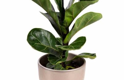 Ficus lyrata bambino in ghiveci