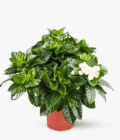 Planta gardenia la ghiveci