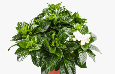 Planta gardenia la ghiveci