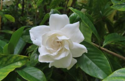 Floare alba de Gardenia