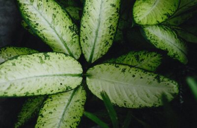 Frunze Dieffenbachia