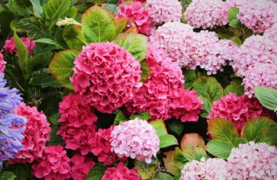 Flori roz de hortensia