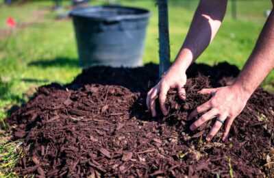 Mulch in jurul unui copac