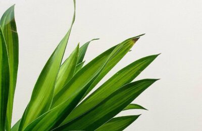 Frunze Dracaena