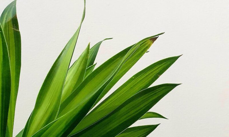 Frunze Dracaena