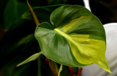 Frunza philodendron Brasil