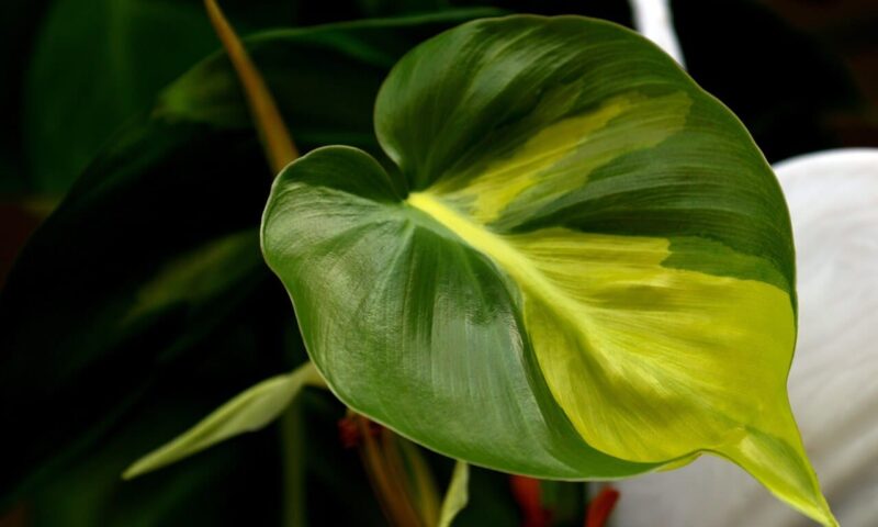 Frunza philodendron Brasil