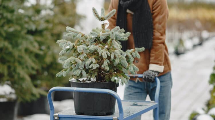 Cum ingrijim un brad la ghiveci