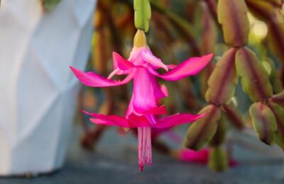 Floare roz de Cactus de Craciun