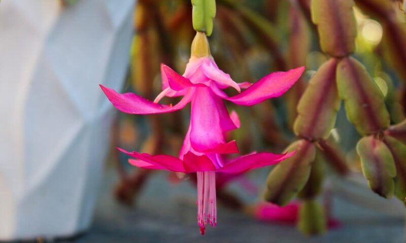 Floare roz de Cactus de Craciun