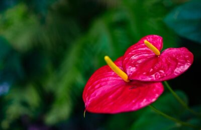 Flori rosii Anthurium