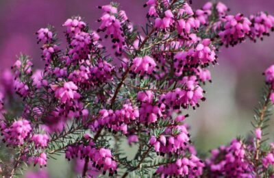 Erica Carnea flori mov