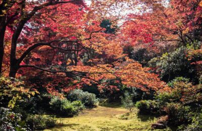 Artar japonez in parc