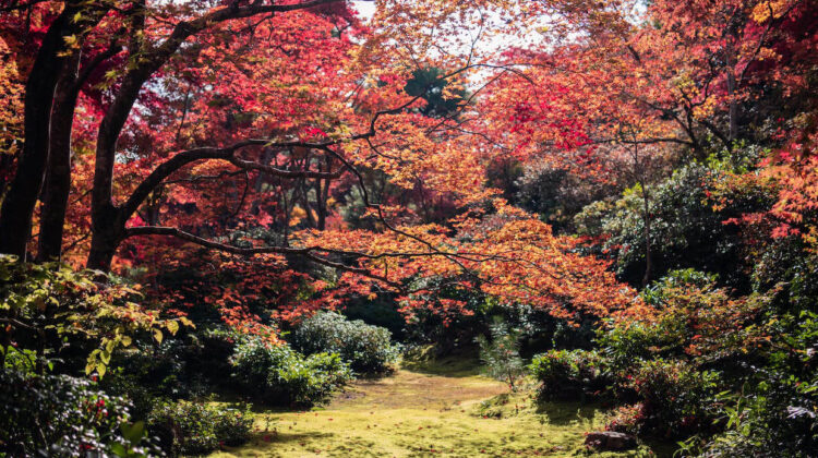 Artarul japonez (Acer palmatum) sfaturi pentru ingrijire