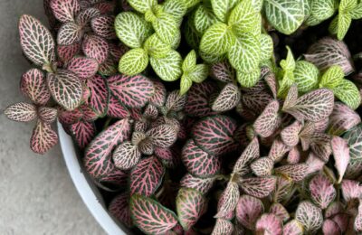 Ghiveci fittonia