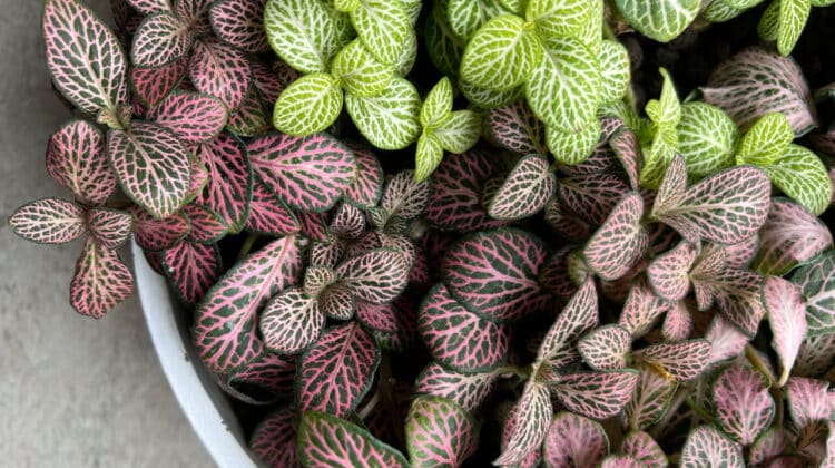 Fittonia sau planta cu piele de sarpe – sfaturi pentru ingrijire