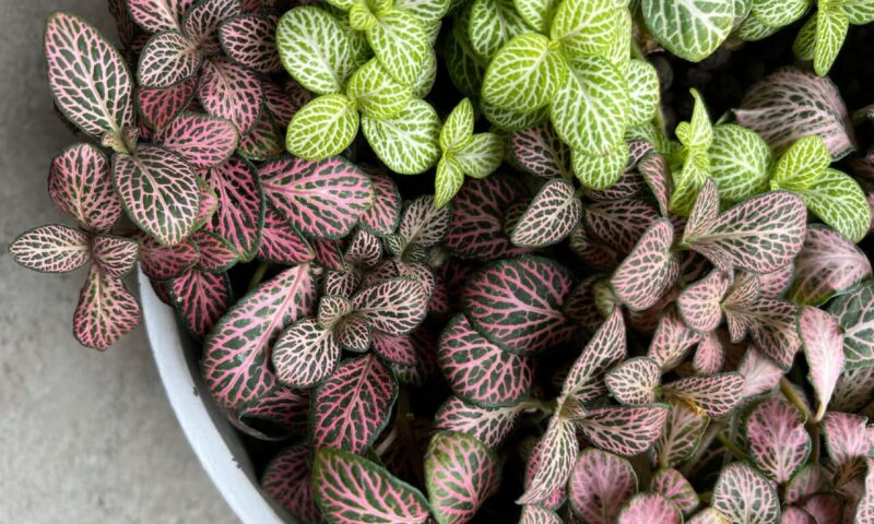 Ghiveci fittonia