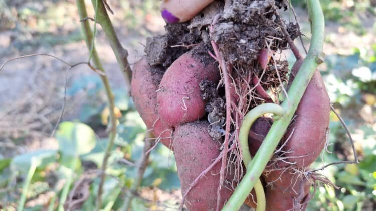 Cartoful dulce – sfaturi pentru plantare si ingrijire