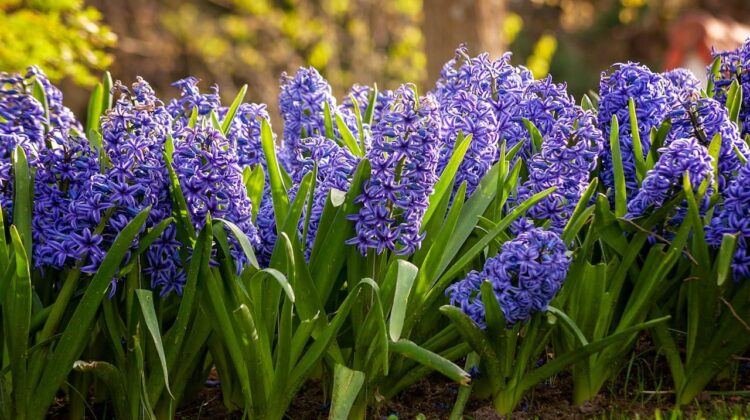 Zambila – sfaturi pentru ingrijire