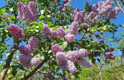 Flori mov de liliac