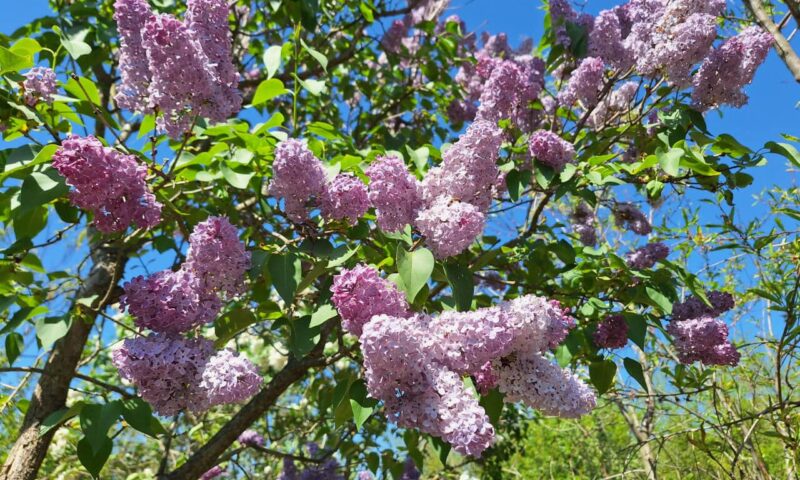 Flori mov de liliac