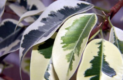 Frunze de Ficus Benjamin variegate