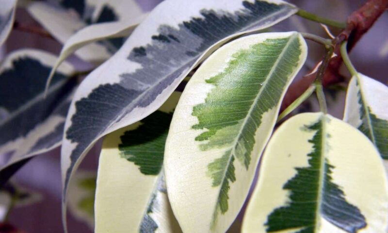 Frunze de Ficus Benjamin variegate
