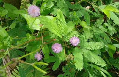 Frunze si flori de mimosa pudica