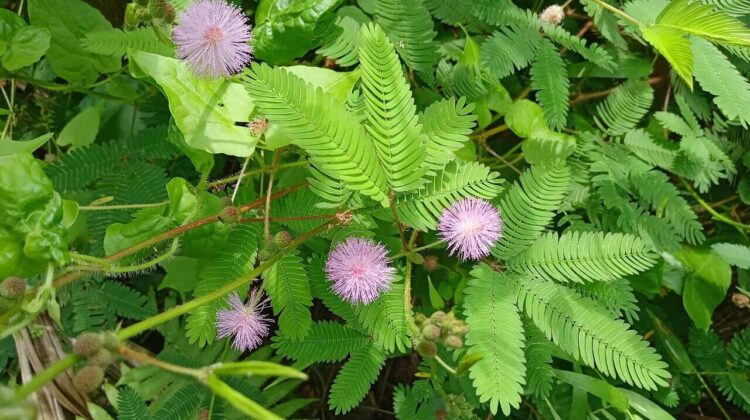 Mimoza (Mimosa pudica)- Ce nevoi are si cum o ingrijim adecvat?