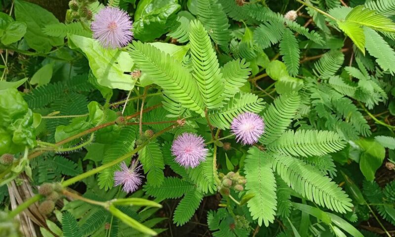 Frunze si flori de mimosa pudica