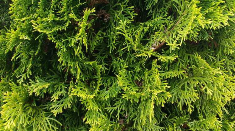 Tuia (thuja)- Ghid complet despre îngrijirea lor