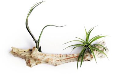 Decor plante aeriene