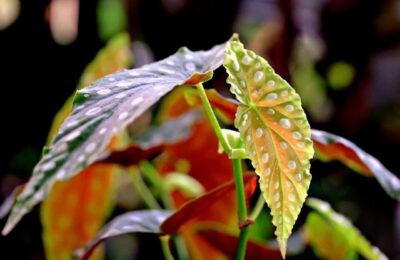 Frunze de begonia maculata