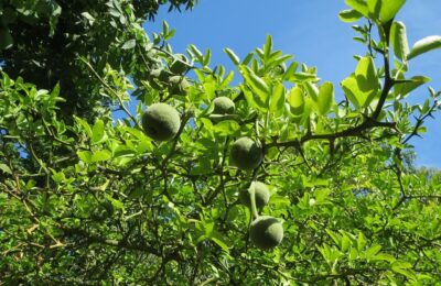 Crengi si fructe de lamai trifoliat