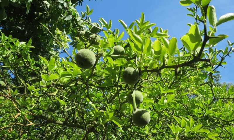 Crengi si fructe de lamai trifoliat