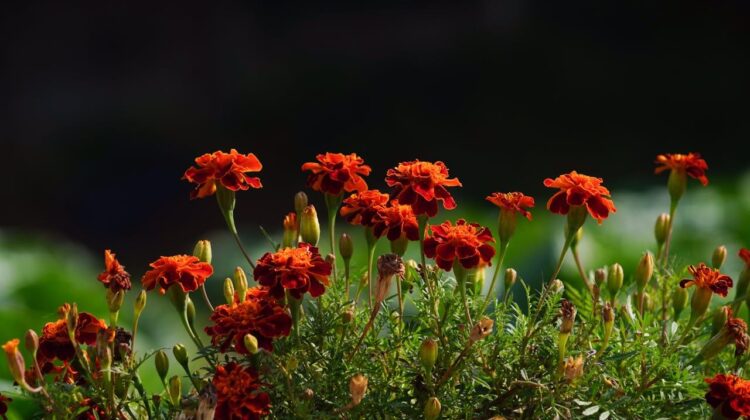 Craitele ghid de plantare si ingrijire