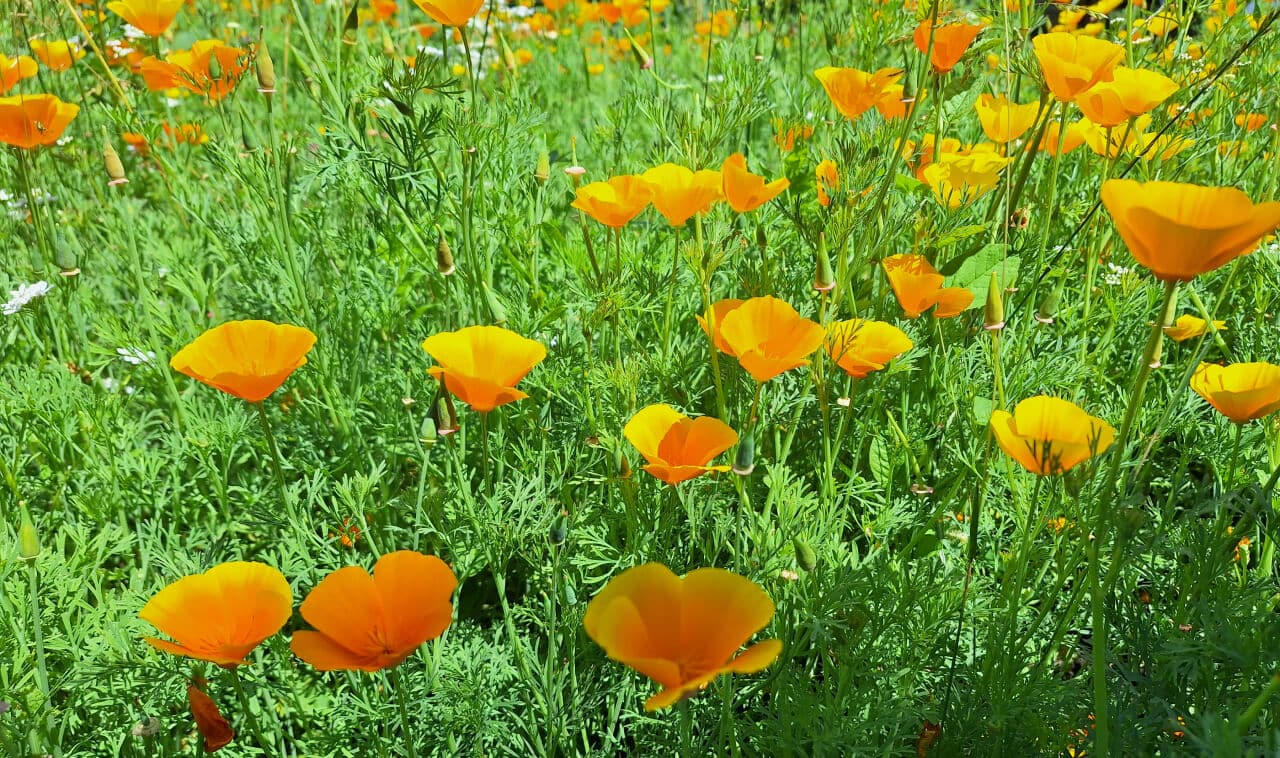 Lan cu flori de mac californian