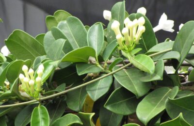 Frunze si flori de iasomie de madagascar