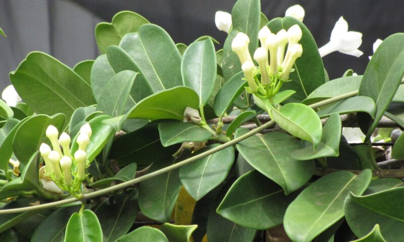 Frunze si flori de iasomie de madagascar