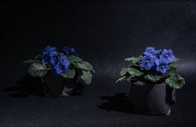 Violeta de parma flori violet
